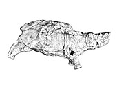 Prehistoric rhinoceros fossil, illustration