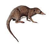 Zalambdalestes, illustration