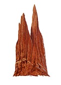 Termite mound, illustration