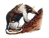 Eurotamandua and young, illustration