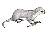Potamotherium, illustration