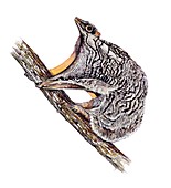 Philippine flying lemur, illustration