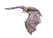 Vespertiliavus bat, illustration