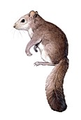 Leithia giant dormouse, illustration