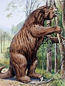 Megatherium, illustration