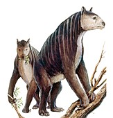 Chalicotherium grande, illustration