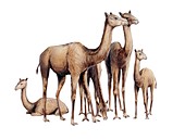 Oxydactylus prehistoric camel, illustration