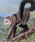 Smilodectes, illustration