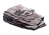 Mudstone containing fossils, illustration