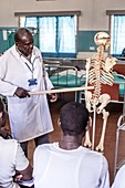 Medical students studying anatomy