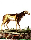 Indian ewe, 19th Century illustration