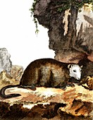 Groundhog, 19th Century illustration