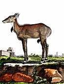 Nilgai, 19th Century illustration