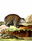 Cape Town marmot, 19th Century illustration