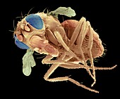 Mutant fruit fly, SEM