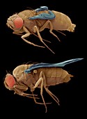 Normal and mutant fruit flies, SEM