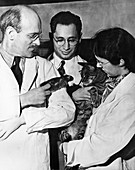 US psychologists with laboratory rat and pet cat