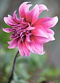 Dahlia flower