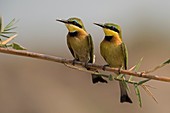 Pair of little bee-eaters on a reed