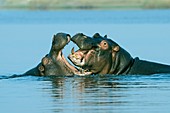 Hippopotamuses playing