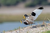 White-crowned lapwings mating