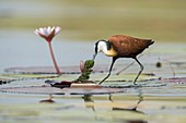 African jacana foraging for insects