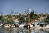 African elephants on the Chobe river bank