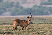 Puku antelope on Chobe river floodplain