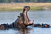 Hippopotamus yawning