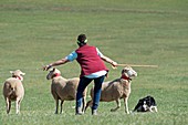 Border Collie and handler with sheep