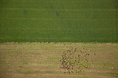 Mixed farm, Spain, aerial photograph