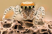 Saitis barbipes jumping spider, macrophotograph