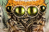 Eyes of a jumping spider, macrophotograph