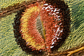 Spanish moon moth eyespot, macrophotograph