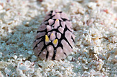 Fryeria nudibranch