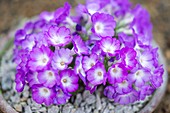 Primrose (Primula allionii 'Joan Hughes')