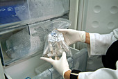 Prehistoric specimens being prepared for DNA test