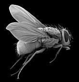 Bluebottle fly, SEM