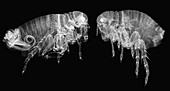 Human fleas, light micrograph