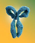 Antibody, illustration