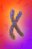 Chromosome, illustration