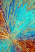 Taxol anticancer drug, polarised light micrograph