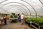 People examining plants in a polytunnel