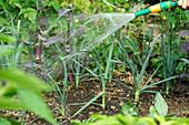 Watering vegetables