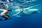 Swimming with a humpback whale