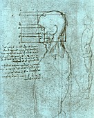 Study of the proportions of a head