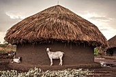 Goats in a village