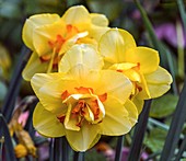 Daffodil (Narcissus 'Tahiti')
