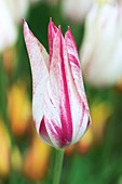Lily Flowered Tulip (Tulipa 'Marilyn')