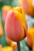 Tulip (Tulipa 'Annie Schilder')